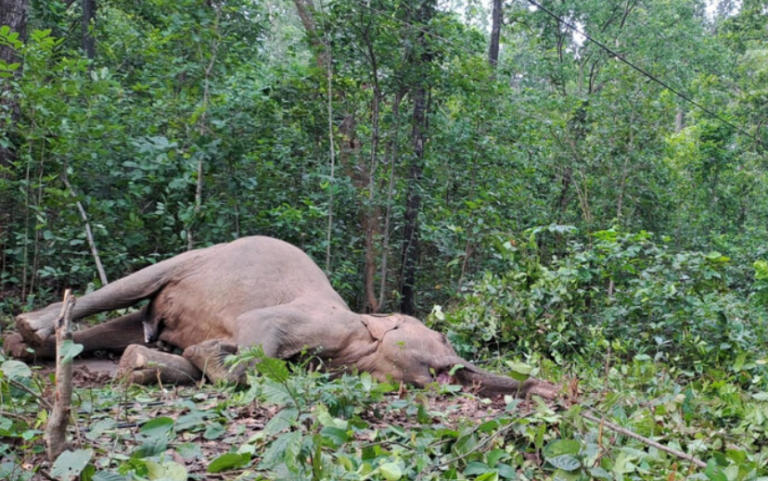 Odisha Witnesses 114 Elephant Deaths In 18 Months: Minister Informs Assembly