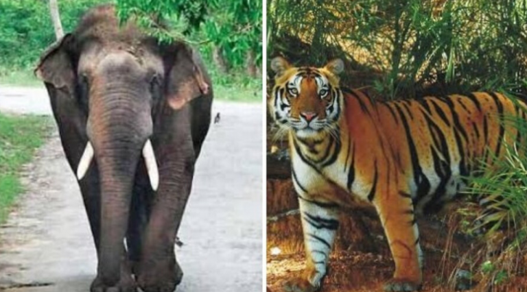 Odisha Home To 2,098 Elephants, 27 Tigers, 743 Dolphins: Minister Informs Assembly