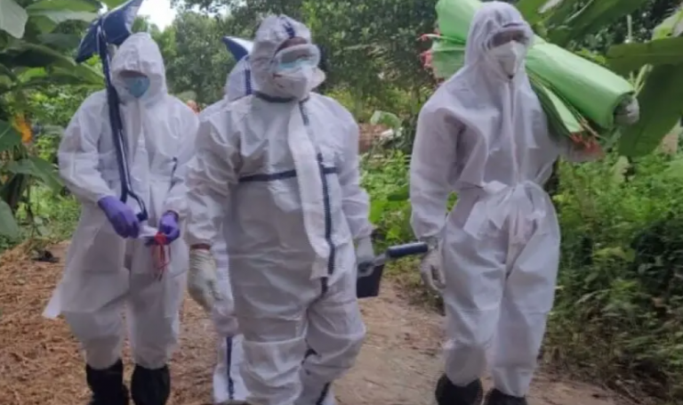 Bird Flu In Odisha: Chicken Culling Stepped Up, 5,000 Birds Culled In Pipili