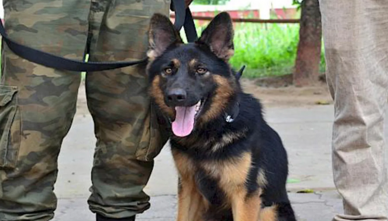 Odisha Govt To Deploy Sniffer Dogs In Forests To Curb Wildlife Poaching