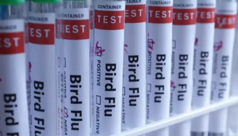 Bird Flu In Odisha: BMC Issues Strict Advisory For Poultry Farms, Chicken Kiosks