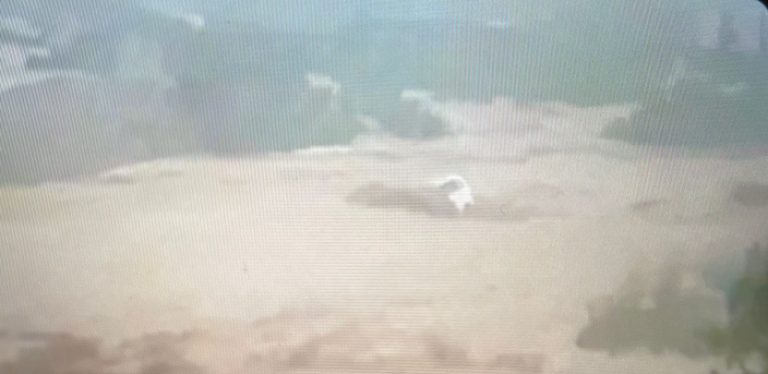 Flooded Rivulet In Punjab: 9 Dead, 2 Missing After Car Swept Away