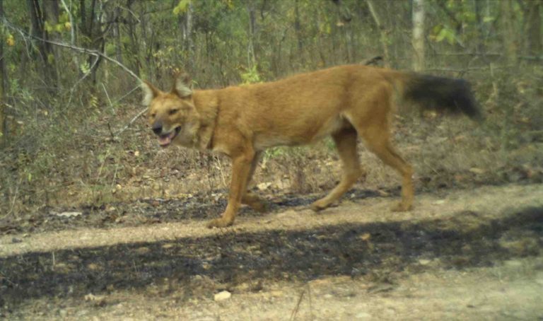 In A First, Tourists Sight Wild Dog During Jungle Safari In Odisha’s Debrigarh