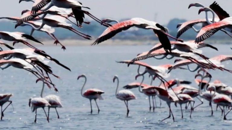 Odisha: Bhitarkanika National Park Reports Increase In Bird Population