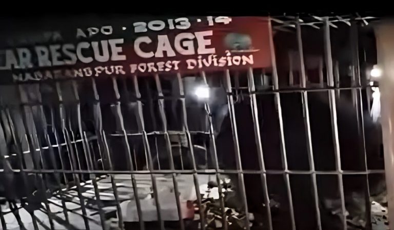 Villagers In Odisha’s Nabarangpur Breathe Easy After Forest Dept Captures Wild Bear