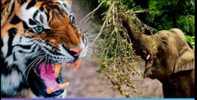 1145 People Killed In Jumbo Attacks During Last 10 Years In Odisha; Minister Also Shares Data On Tiger Deaths