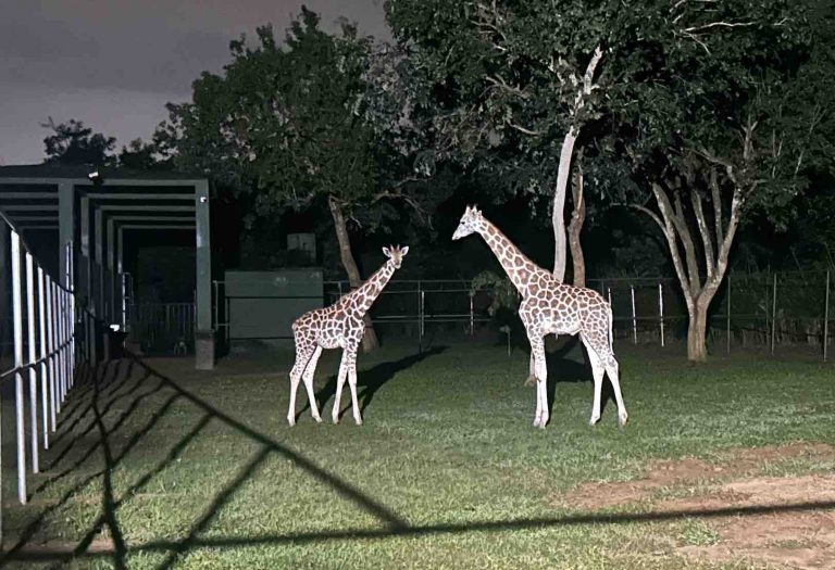 ‘Khushi’ For Nanandakanan As Pair Of Giraffes Finally Arrive In Odisha Zoo
