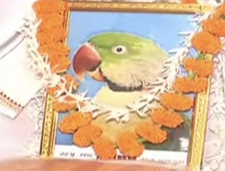 Odisha: Sundargarh Family Bids Teary Farewell To Parrot ‘Kunu’