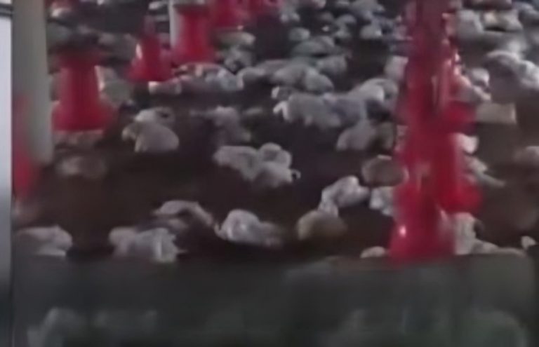 Mass Chicken Deaths Trigger Bird Flu Scare In Odisha’s Kendrapada