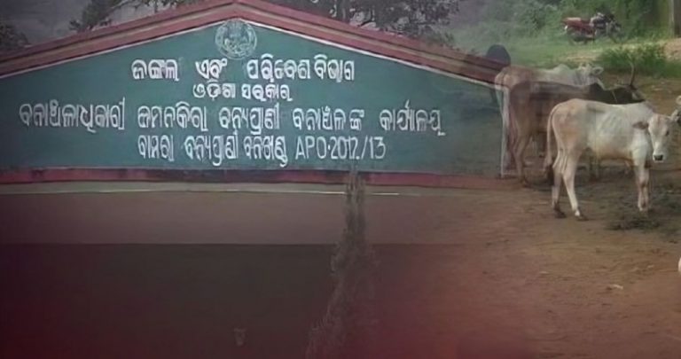 Villagers In State of Panic After ‘Tiger’ Kills Calf In Odisha’s Sambalpur