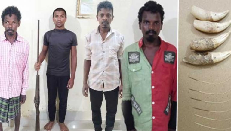 Notorious Tiger Poachers Arrested By Forest Sleuths In Odisha’s Similipal