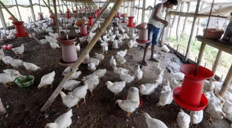 West Bengal Bans Chicken, Eggs From Odisha Amid Bird Flu Outbreak In Puri