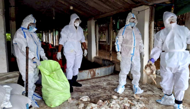 Bird Flu Spreads To Odisha’s Kendrapada After Puri; Culling Operation Ordered