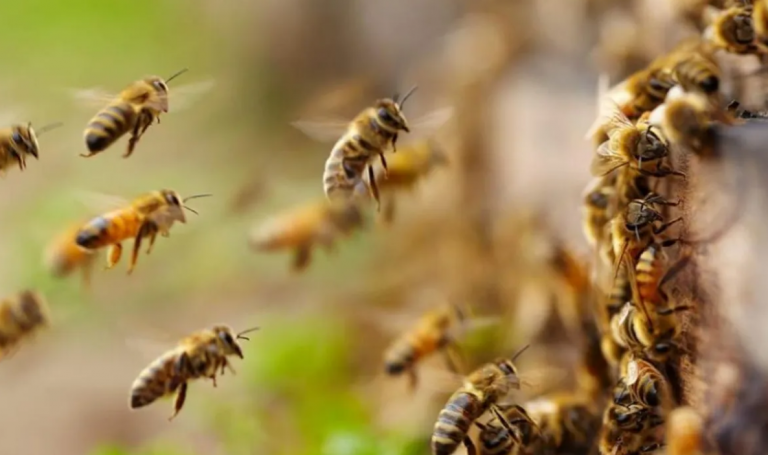 Man Killed, 4 Critical In Bee Attack In Odisha’s Kalahandi