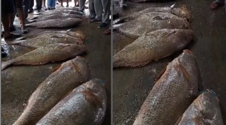 Fishermen Sell 9 Rare ‘Telia Sila’ Fish For Rs 15 Lakh Near Odisha’s Jaleswar