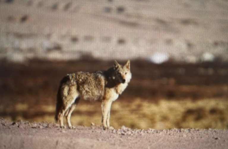 Dolls Soaked In Children’s Urine Being Used As Bait To Capture Killer Wolves In UP’s Bahraich