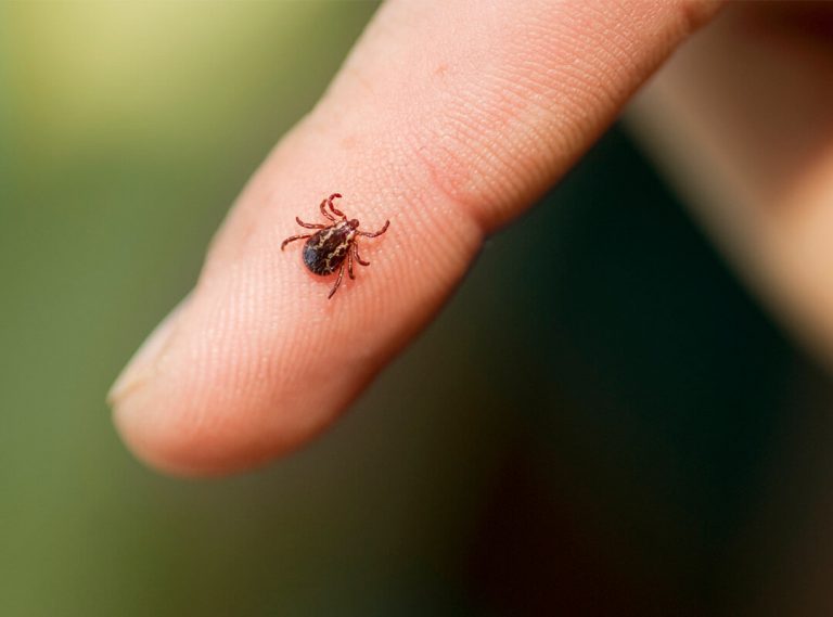 tick borne virus