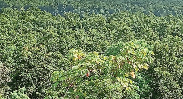 Guardian Angels Of Odisha’s Balangir Forest Standing Up Against Timber Mafia And Poachers