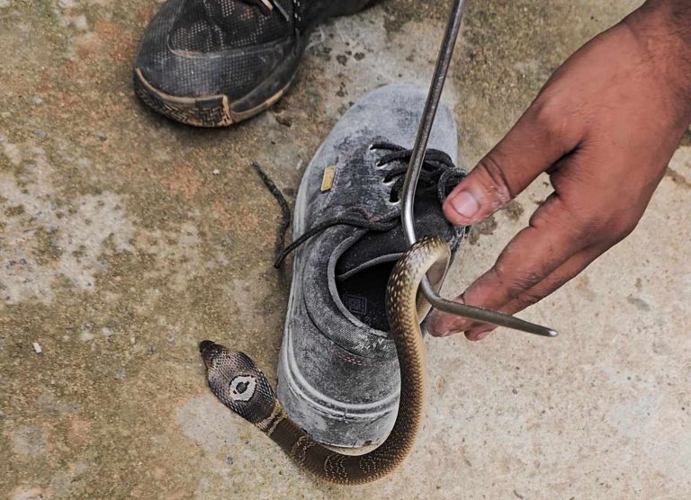 Man Gets Bitten By Monocled Cobra Hiding In Shoe In Bhubaneswar