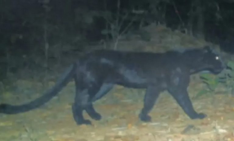 Rare Melanistic Black Panther Spotted In Odisha’s Sundargarh