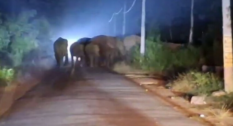 Elephant Squad Member Dies In Tusker Attack In Odisha’s Keonjhar