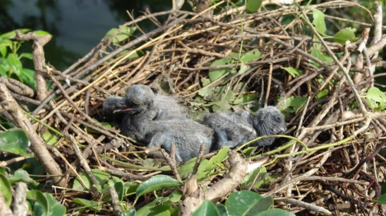 Cyclone Dana: Hundreds Of Fledglings Perish, Nests Destroyed In Odisha’s Bhitarkanika