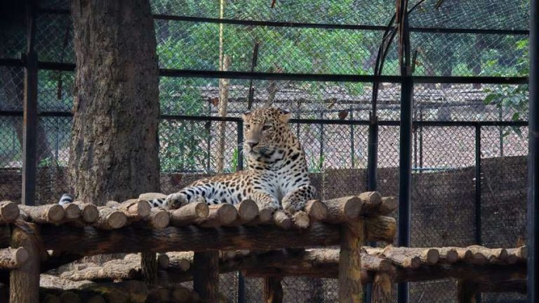Odisha’s Sambalpur Zoo Welcomes Rescued Leopard, Enhances Display Facilities