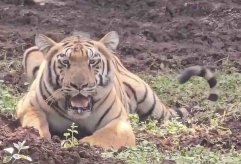Tigress Jamuna Back In Odisha’s Similipal; Zeenat Still In Bengal’s Belpahari Range