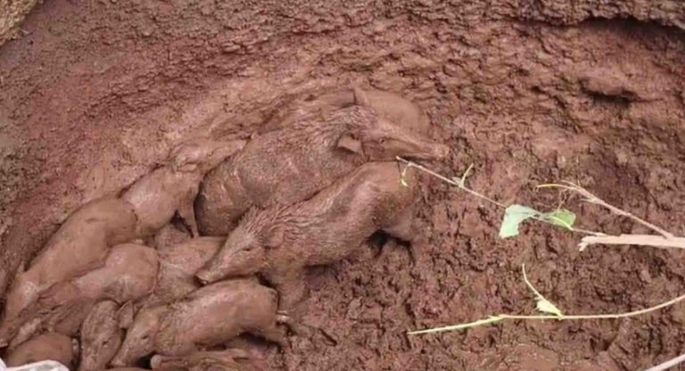 27 Wild Boars Fall Into Open Well In Odisha’s Keonjhar; One Dies, Others Rescued