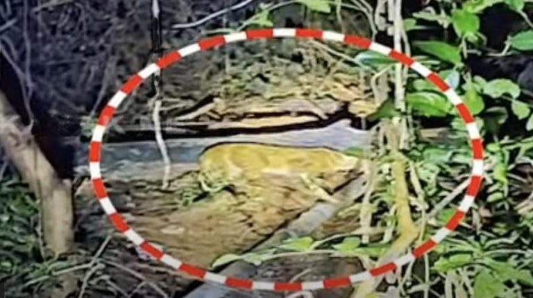 Not Leopard, Wild Cat Captured On Trap Camera Near Bhubaneswar Airport