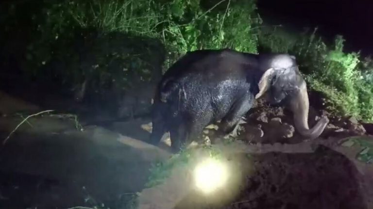 baby elephant rescued