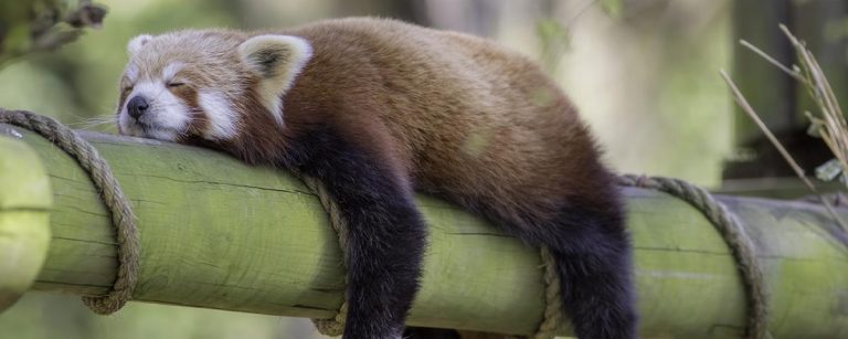 Animals Too Get Drunk Like Humans, Reveals Study