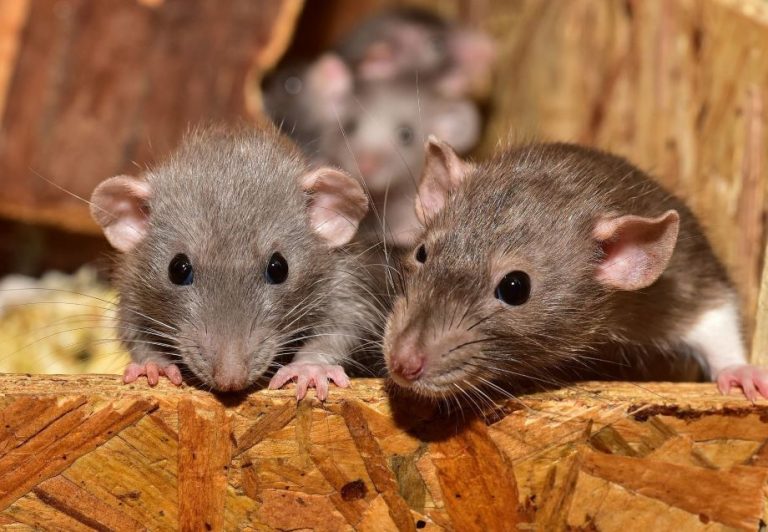 rats destroy evidence in police stations