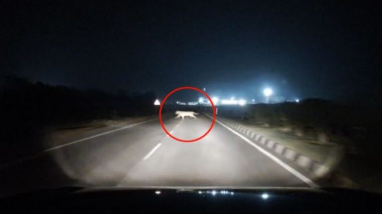 Royal Bengal Tiger Caught On Camera Crossing NH 16 Near Berhampur; Leopard Rescued From Poachers’ Trap
