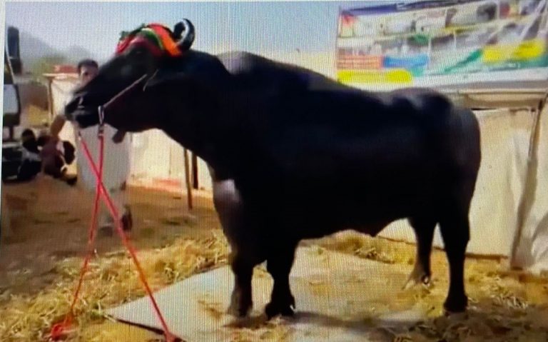 This Is Anmol, A 1,500 Kg Buffalo Who Eats 20 Eggs A Day, Is Worth Rs 23 Crore