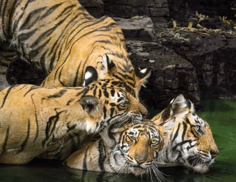 Guru Ghasidas Tamor Pingla tiger reserve