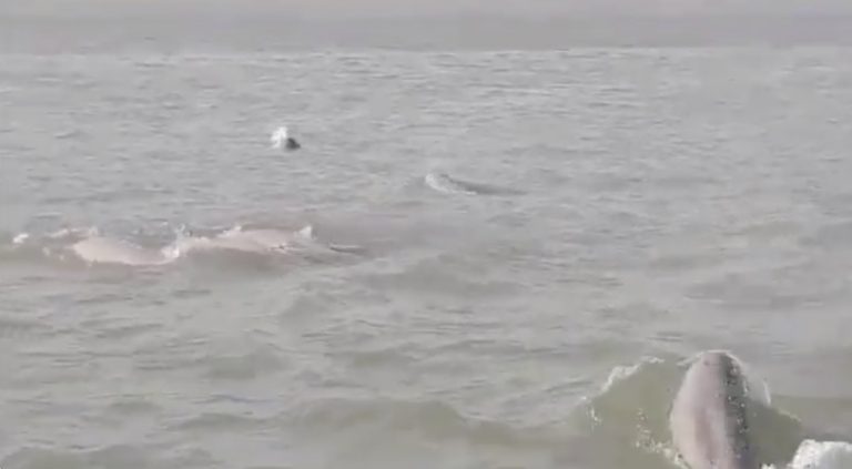 Why Chilika’s Irrawaddy Dolphin Population Matters