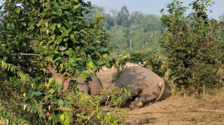 3 Elephants Killed After Falling In Electric Trap Laid By Poachers For Boars In Odisha Forest