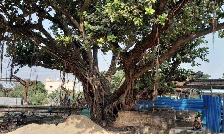 Collateral Damage: ‘Heritage Tree’ May Bear Brunt Of Rly Station Expansion, Claims Intach Bhubaneswar