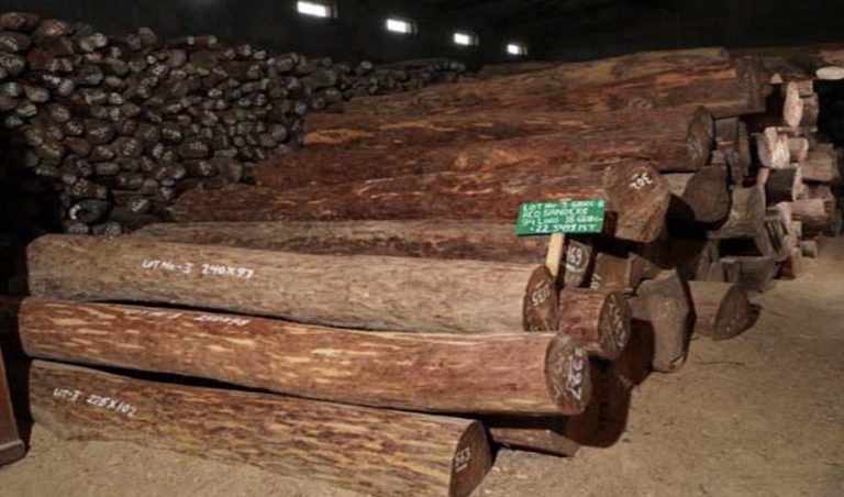 Odisha Eyes Rs 400 Cr From Auction Of Another 771 Tonnes Red Sanders This Year