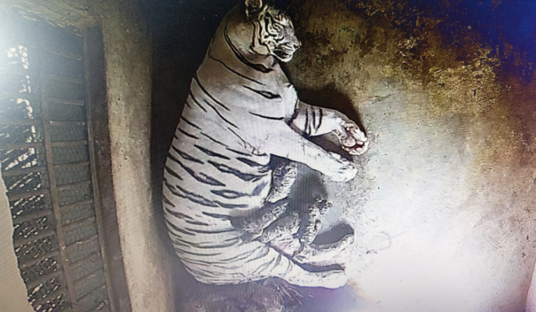 White Tigress ‘Rupa’ Gives Birth To 4 Cubs In Odisha’s Nandankanan Zoo