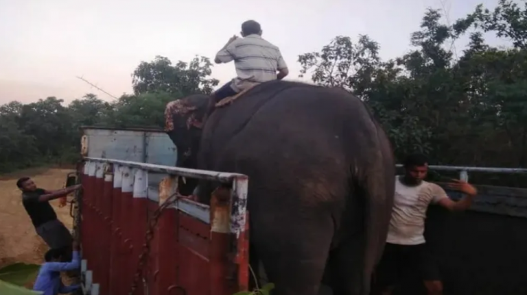 Trained Elephant ‘Yashoda’ Dies During Treatment In Odisha’s Similipal