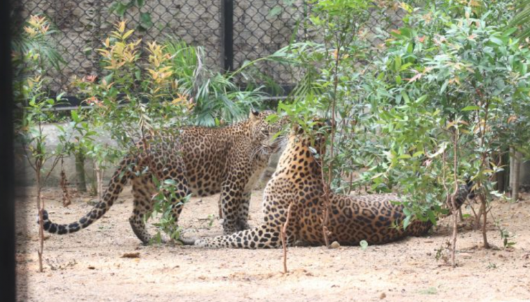 Leopards Seen Mating Within An Hour Of Release In One Enclosure At Odisha’s Sambalpur Zoo
