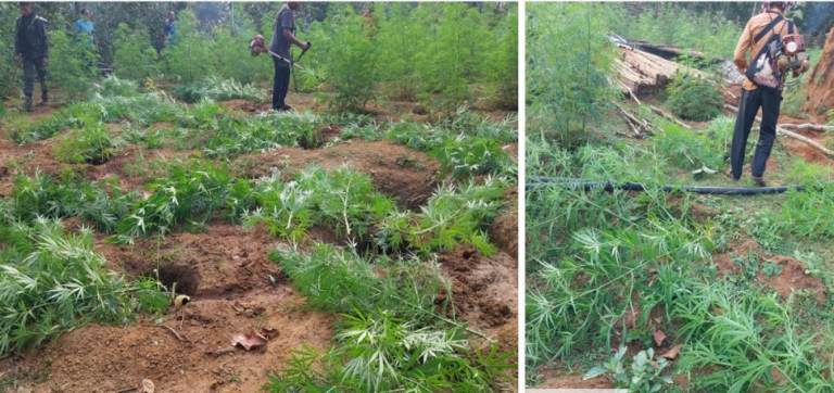 Odisha Steps Up Drive Against Hemp Cultivation, DGP Chairs Crucial Meeting