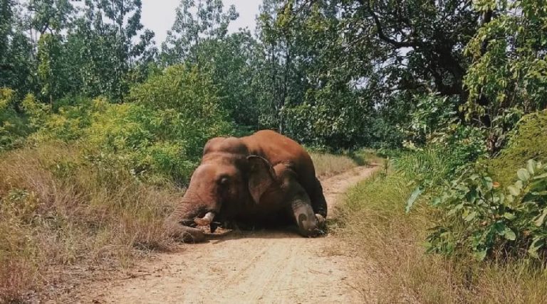 Elephant Found Dead
