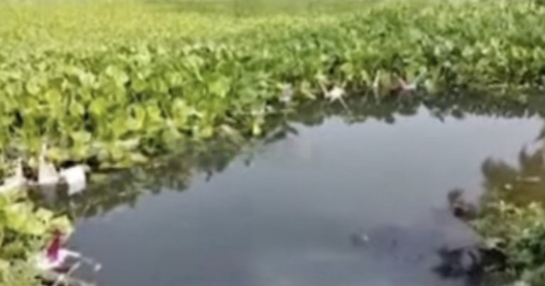 3-Yr-Old Boy Meets Watery Grave During Boita Bandana In Odisha’s Salepur