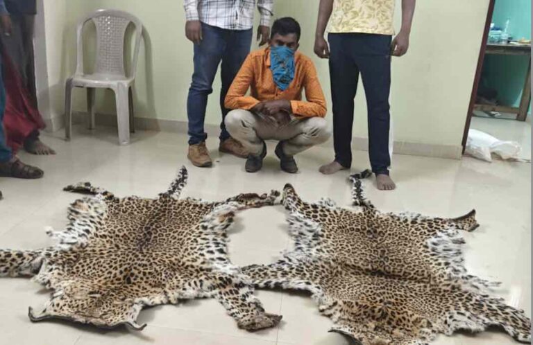 One Held With 2 Leopard Skins During Raid In Odisha’s Rayagada