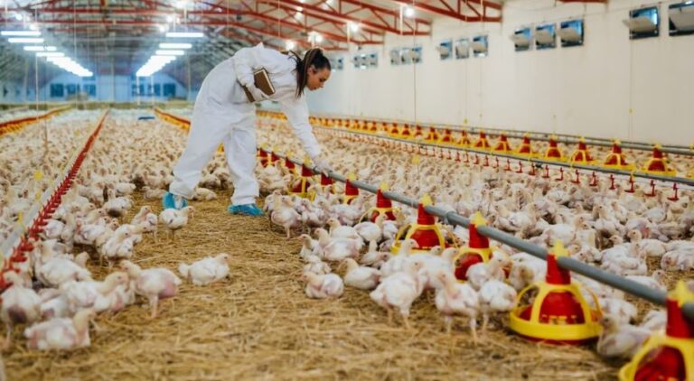 Bird flu state of emergency in California
