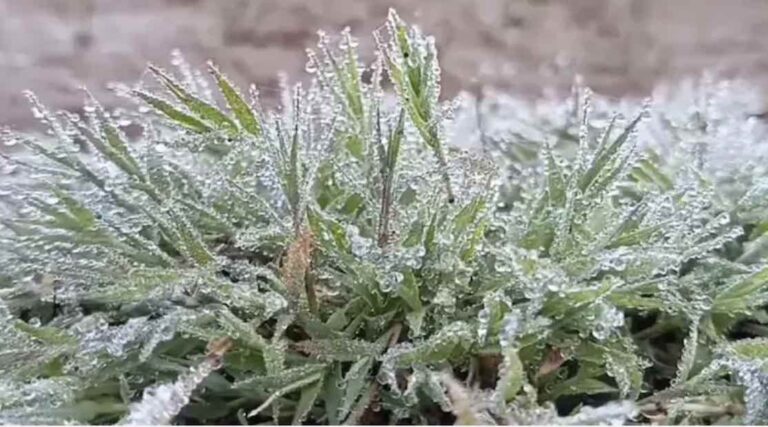 Fact Check: Did Odisha Receive Rare Snowfall Amid Cold Wave?