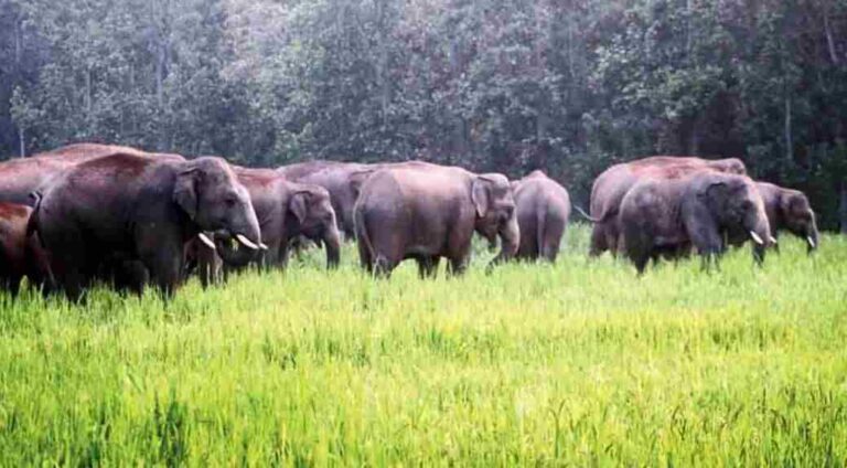 Over 50 Elephants Damage Crops In Odisha Village, Locals Blame Forest Staff